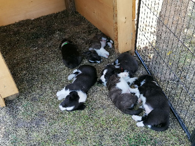 Des Minis Pattes Du Puits - Welsh Corgi Cardigan - Portée née le 13/05/2022