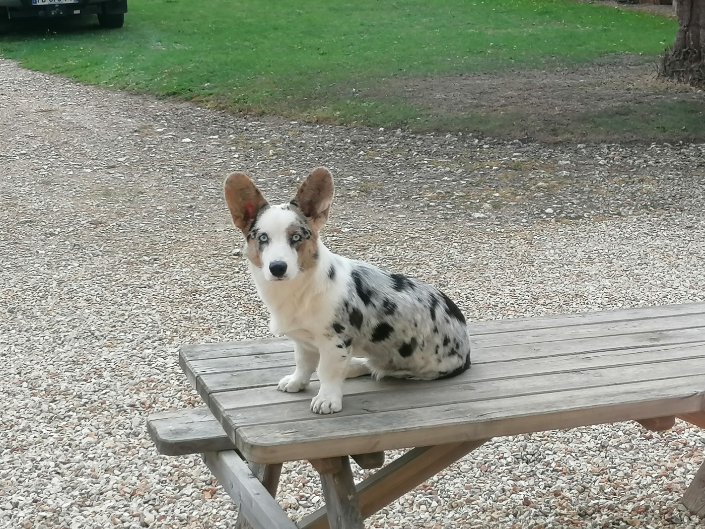 Anakin du lac d'andoria