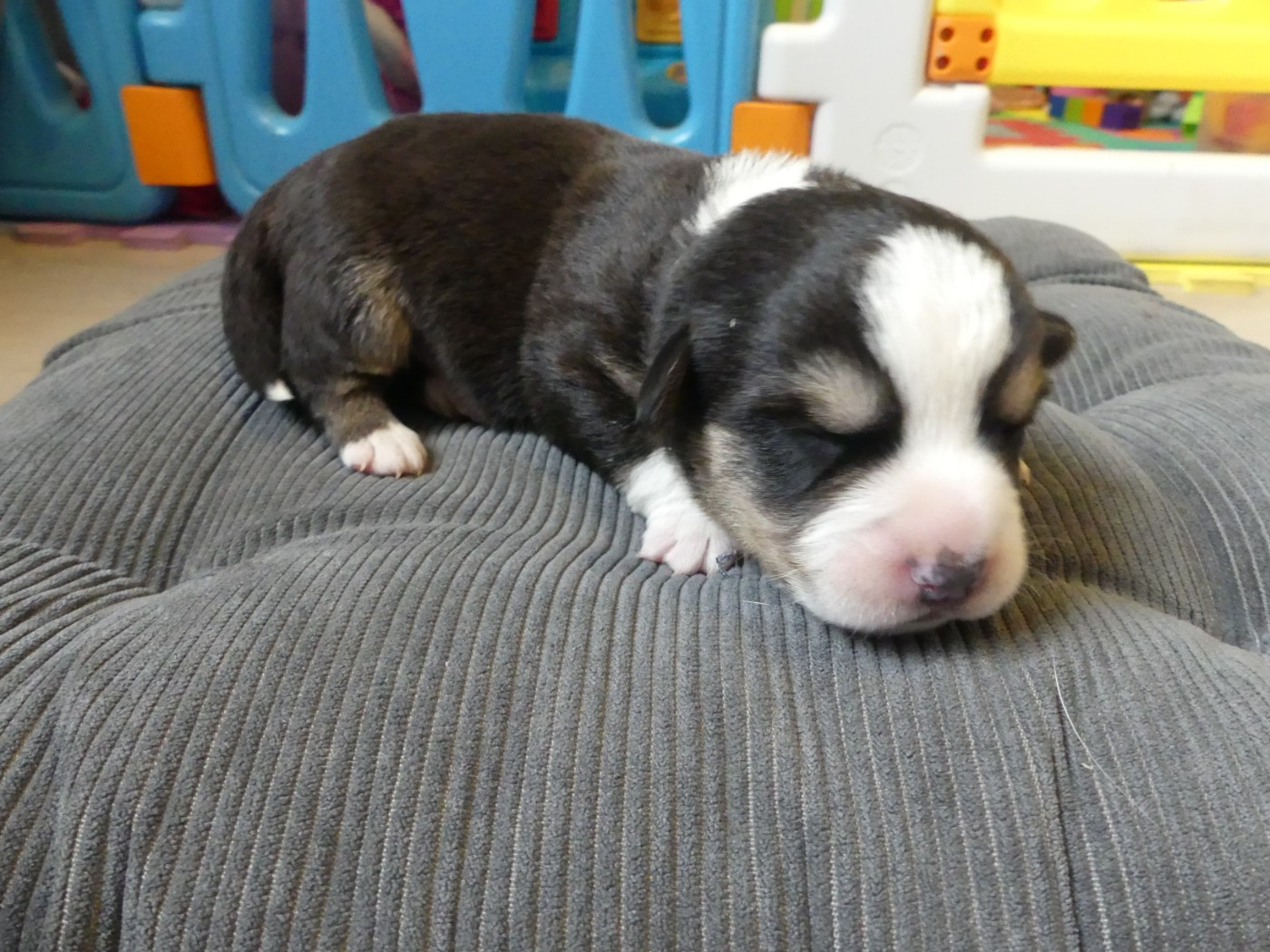 Des Minis Pattes Du Puits - Chiots disponibles - Welsh Corgi Cardigan