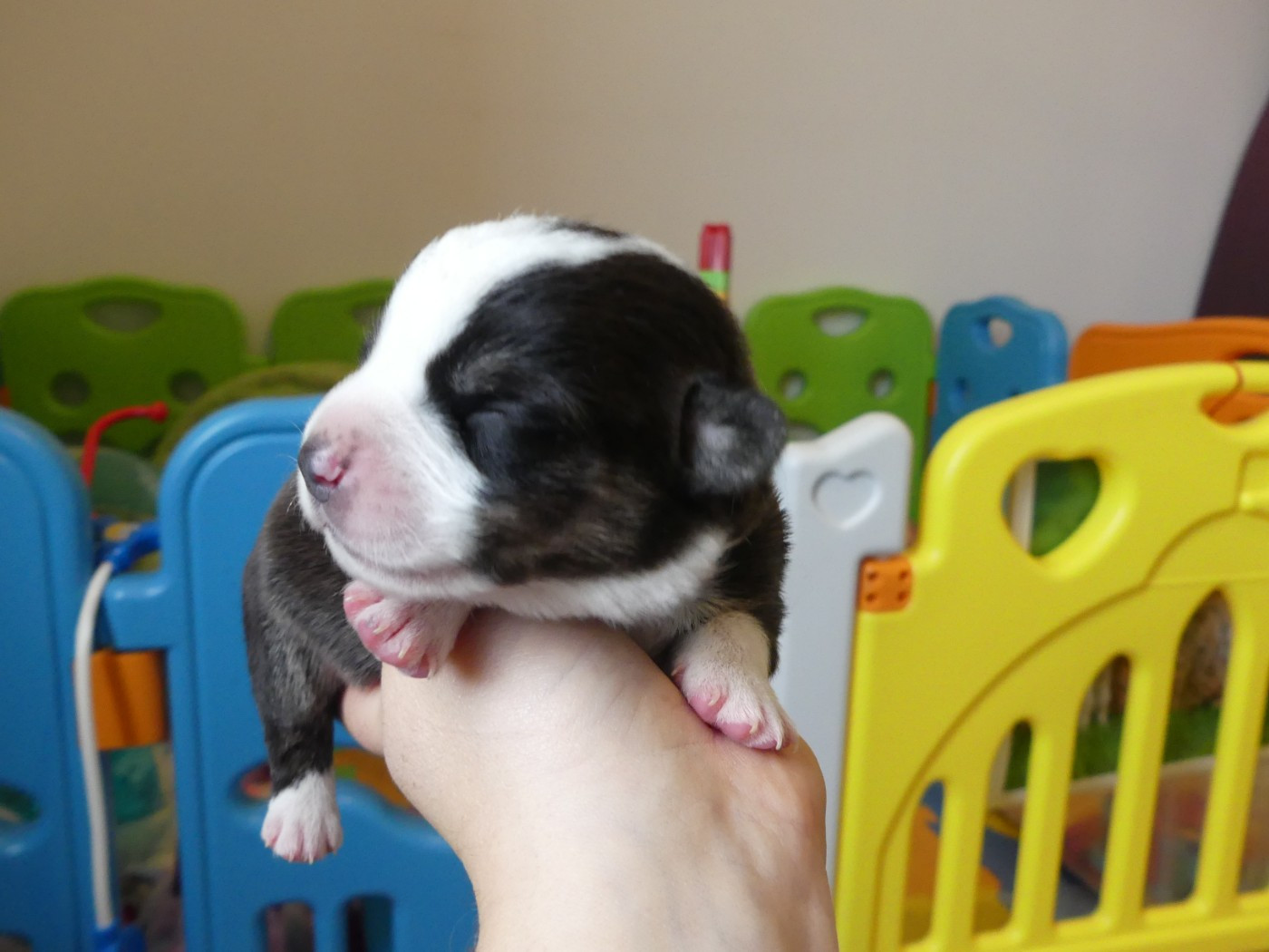 Des Minis Pattes Du Puits - Chiots disponibles - Welsh Corgi Cardigan