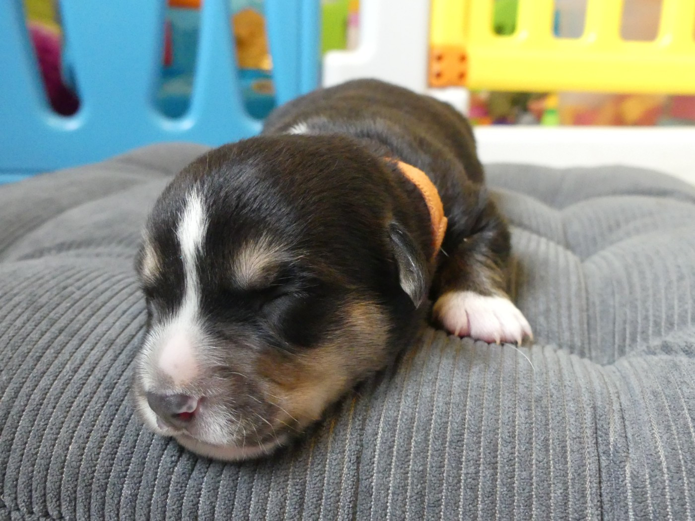 Des Minis Pattes Du Puits - Chiots disponibles - Welsh Corgi Cardigan