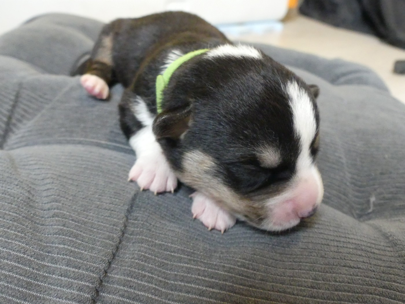 Des Minis Pattes Du Puits - Chiots disponibles - Welsh Corgi Cardigan