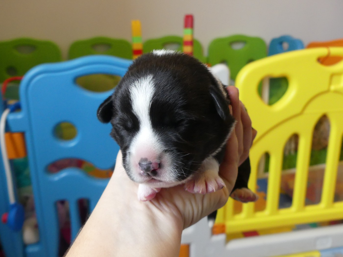Des Minis Pattes Du Puits - Chiots disponibles - Welsh Corgi Cardigan