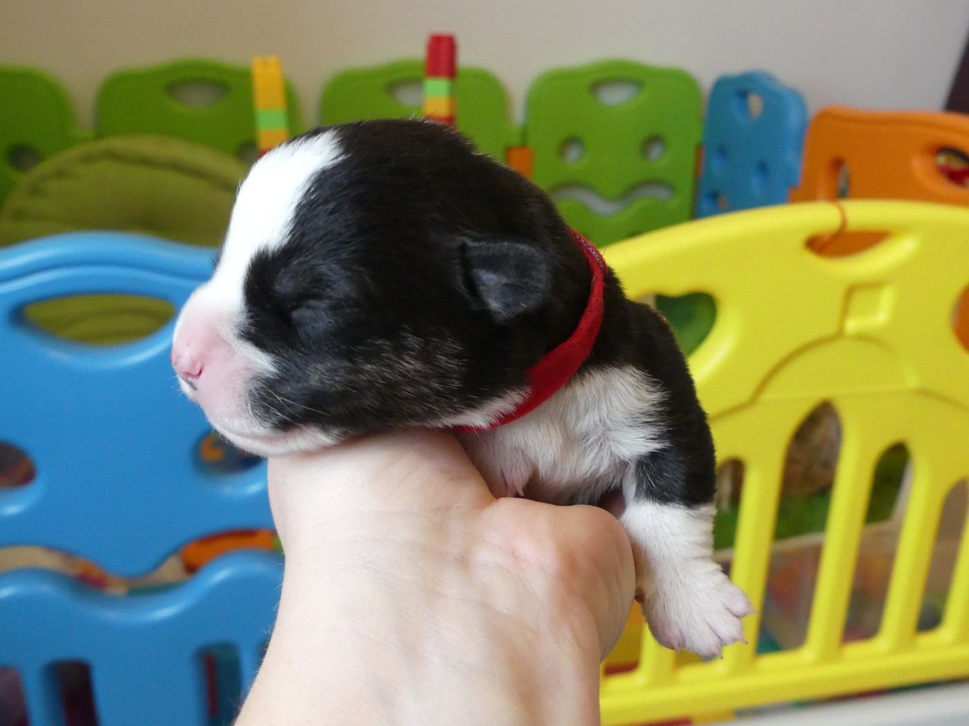 Des Minis Pattes Du Puits - Chiots disponibles - Welsh Corgi Cardigan