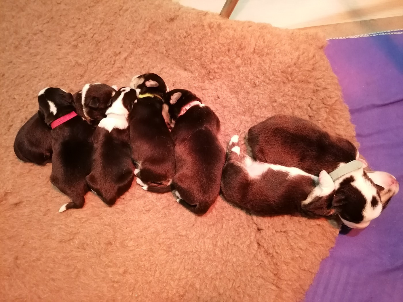 Chiot Welsh Corgi Cardigan Des Minis Pattes Du Puits