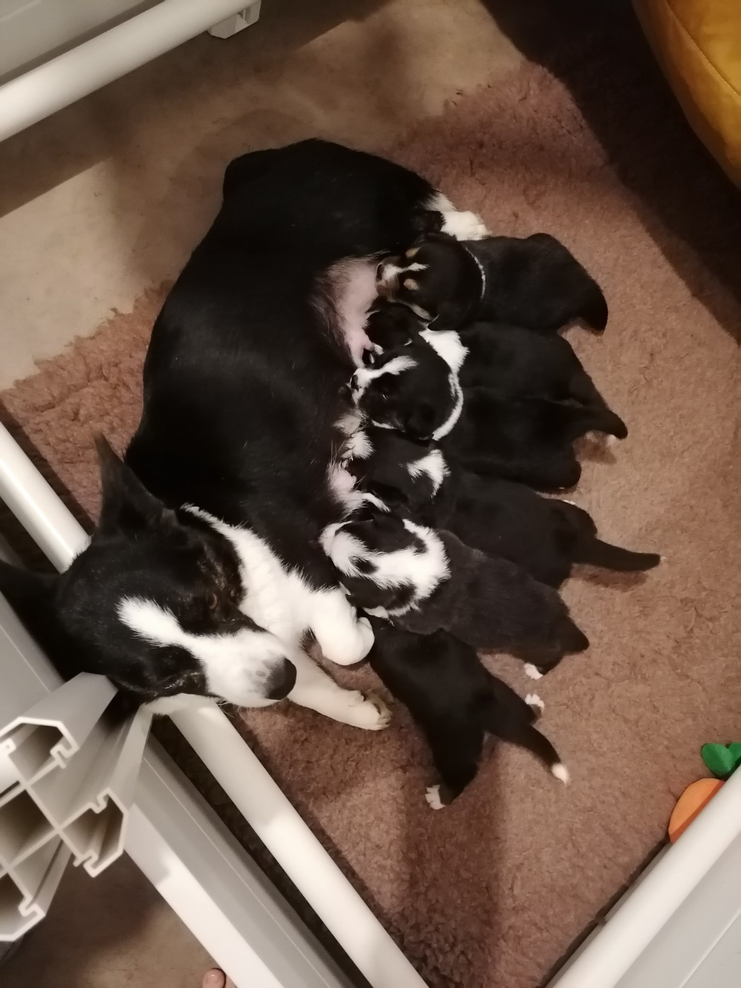 Chiot Welsh Corgi Cardigan Des Minis Pattes Du Puits