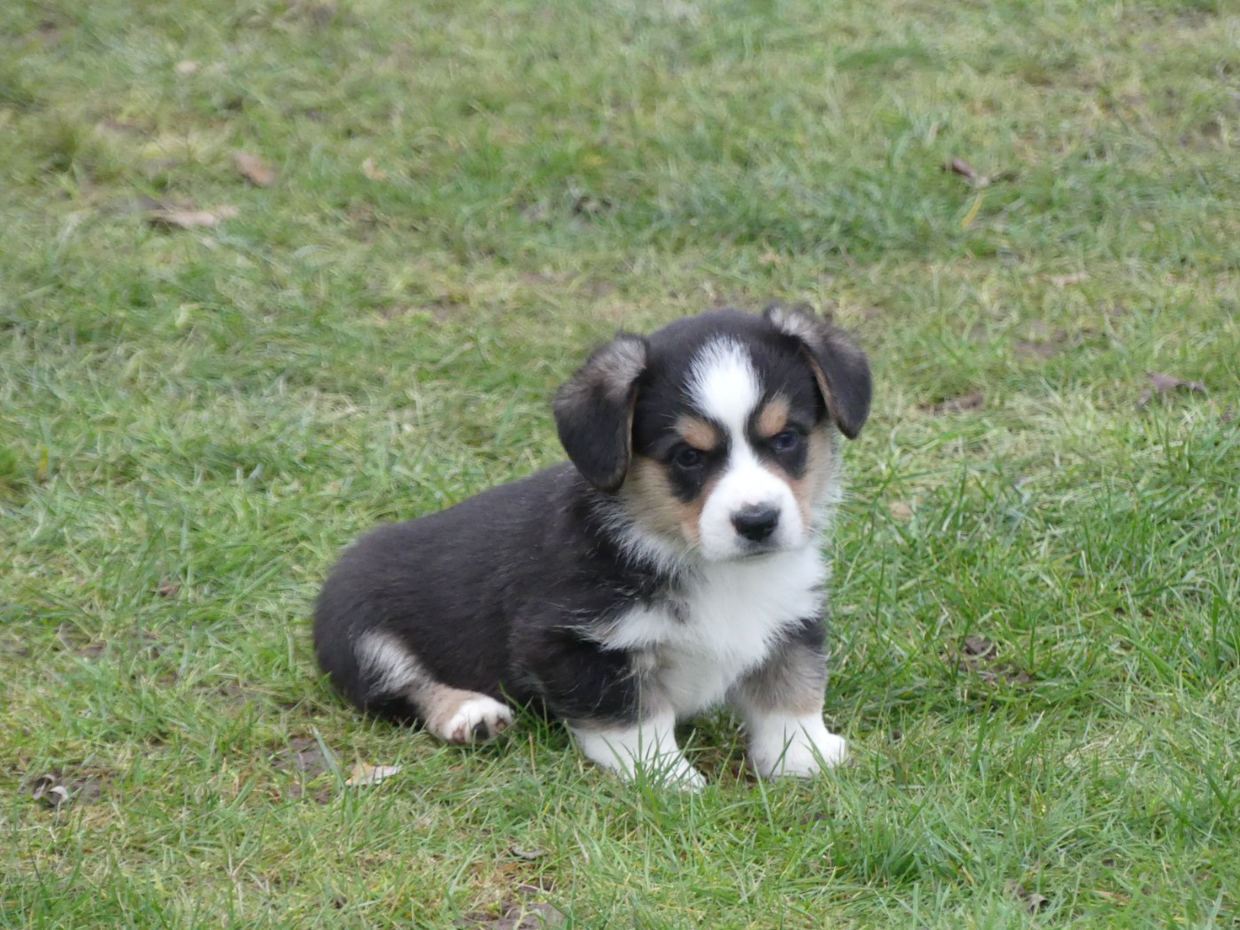 Des Minis Pattes Du Puits - Chiots disponibles - Welsh Corgi Cardigan